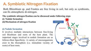 Protein metabolism and nitrogen fixation and metabolism | PPTX