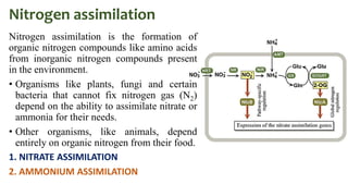 Protein metabolism and nitrogen fixation and metabolism | PPTX
