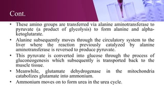 Transaminase Process Comprehensive Overview of Protein Metabolism Disorders and Urea Cycle ...