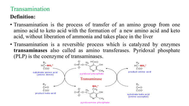 Transanimation Protein metabolism transamination deamination, fate of ammonia, urea ...