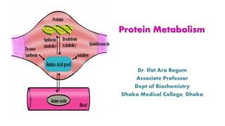 Protein Metabolism
Dr. Ifat Ara Begum
Associate Professor
Dept of Biochemistry
Dhaka Medical College, Dhaka
 
