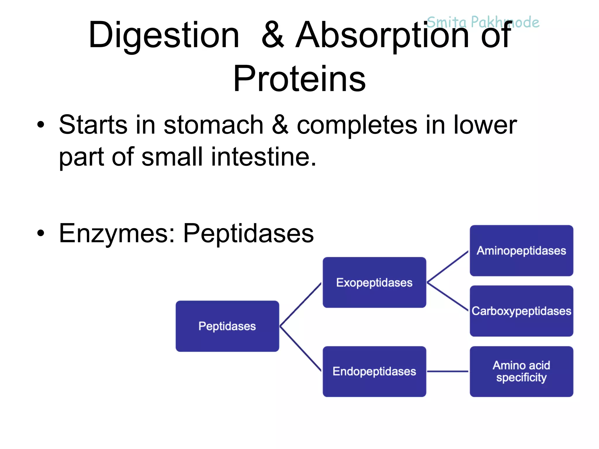 Protein & Amino Acid Metabolism | PPT