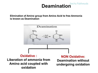 Protein & Amino Acid Metabolism | PPT