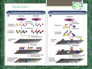 protein microarray.pptx