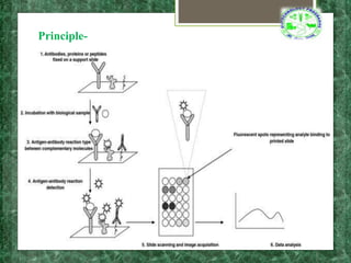 protein microarray.pptx