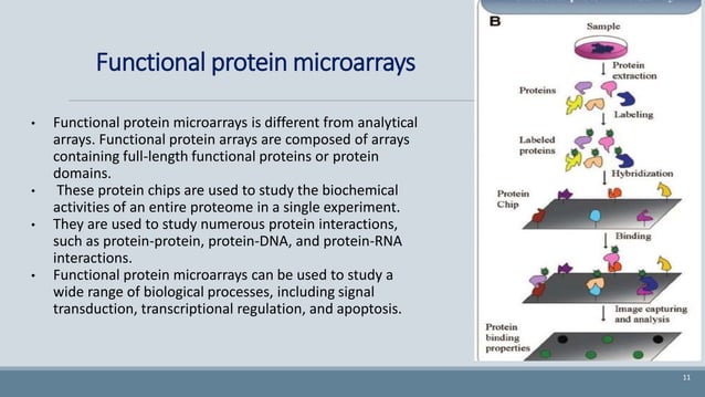 Protein microarray .pptx | Biotech and Biomedical Industry | Industries