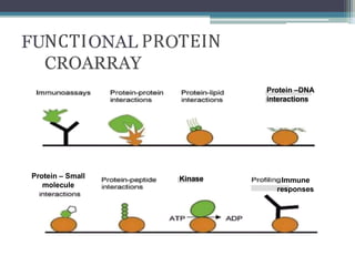 NCTI PR TEIN
Protein –DNA
interactions
Protein – Small
molecule
Kinase Immune
responses
 