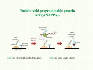 protein microarray-types and approaches.pptx