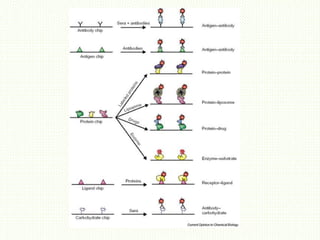 protein microarray-types and approaches.pptx