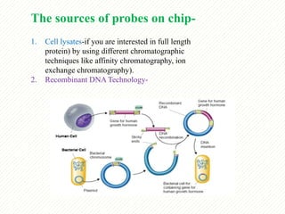 protein microarray matrix protein identification | PPTX