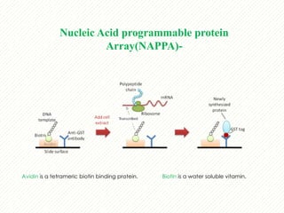 protein microarray matrix protein identification | PPTX
