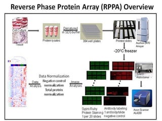 protein microarray matrix protein identification | PPTX