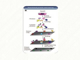 protein microarray matrix protein identification | PPTX