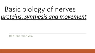 Basic biology of nerves
proteins: synthesis and movement
DR SERGE EDDY MBA
 