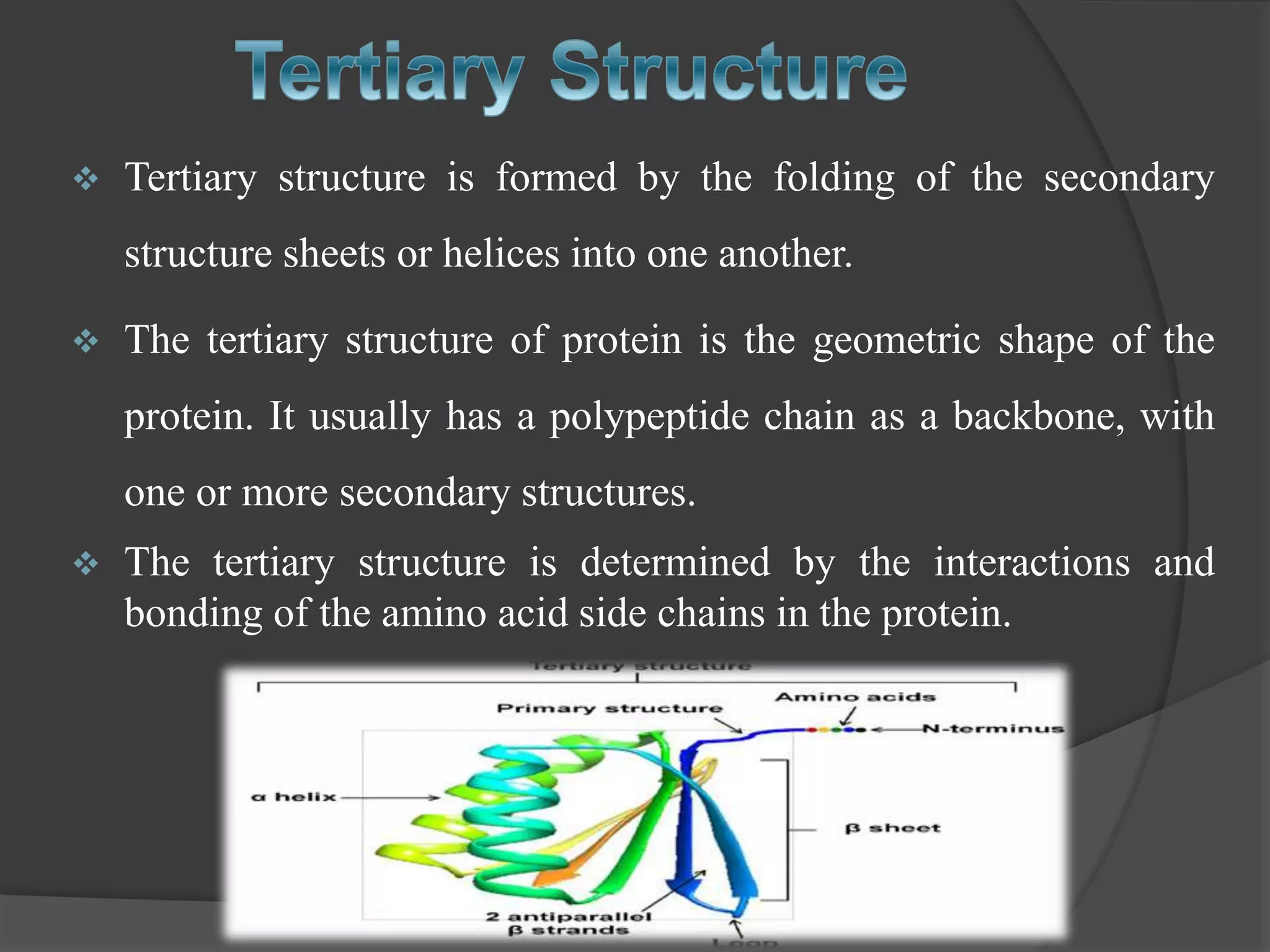  Tertiary structure is formed by the folding of the secondary
structure sheets or helices into one another.
 The tertiary structure of protein is the geometric shape of the
protein. It usually has a polypeptide chain as a backbone, with
one or more secondary structures.
 The tertiary structure is determined by the interactions and
bonding of the amino acid side chains in the protein.
 