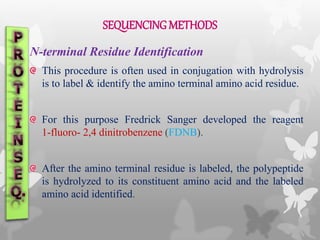 N-terminal Residue Identification
This procedure is often used in conjugation with hydrolysis
is to label & identify the amino terminal amino acid residue.
For this purpose Fredrick Sanger developed the reagent
1-fluoro- 2,4 dinitrobenzene (FDNB).
After the amino terminal residue is labeled, the polypeptide
is hydrolyzed to its constituent amino acid and the labeled
amino acid identified.
SEQUENCINGMETHODS
 