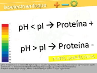 IsoelectroenfoquepHdel mediopH < pI Proteína +pH > pI  Proteína -H+H+H+H+H+H+   PUNTO ISOELÉCTRICOH+¿Hacia dónde se mueven las proteínas? Si el pH en el que se encuentra la proteína es inferior a su punto isoeléctrico, la proteína estará cargada positivamente y se desplazará perdiendo protones hasta equilibrar sus cargas y quedar fija en el punto isoeléctrico.Si el pH del medio es mayor que el que define el punto isoeléctrico, la proteína se cargará negativamente.