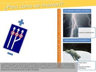 ¿Pero cómo se mueven?VELOCIDAD DEMIGRACIÓNLas proteínas se separan en función de las características enumeradas anteriormente, y lo hacen así porque éstas definen una diferente velocidad de migración, que depende de la intensidad del campo eléctrico y de la movilidad electroforética. Esta última es directamente proporcional a la carga iónica que presente la proteína e inversamente proporcional a las fuerzas de fricción: tamaño y viscosidad.