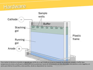 HardwarePara realizar la técnica se necesita un aparato que conste de un gel (medio en el que se moverán las proteínas), tampón o buffer (que proporciona los iones y el pH para la separacíón de las proteínas), fuente de alimentación con dos electrodos, uno positivo y otro negativo, un peine para fabricar los pocillos y estos pocillos, donde se depositarán las muestras.