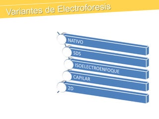 Variantes de Electroforesis