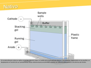 NativoEn la electroforesis nativa se aplica un campo eléctrico sobre un medio con un pH definido (básico). Las proteínas, depositadas en los pocillos, se desplazarán en función de sus características físicas anteriormente enumeradas y podrán ser diferenciadas gracias a una técnica de tinción.