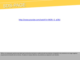 SDS-PAGEhttp://www.youtube.com/watch?v=IWZN_G_pC8USDS es un compuesto químico que destruye la estructura terciaria y cuaternaria de las proteínas, otorgando a las proteínas una carga negativa proporcional al tamaño de las mismas. Al aplicar el campo eléctrico, las proteínas se separarán  por tamaño.