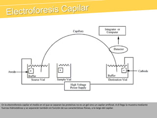Electroforesis CapilarEn la electroforesis capilar el medio en el que se separan las proteínas no es un gel sino un capilar artificial. A él llega la muestra mediante fuerzas hidrostáticas y se separarán también en función de sus características físicas, a lo largo del capilar.