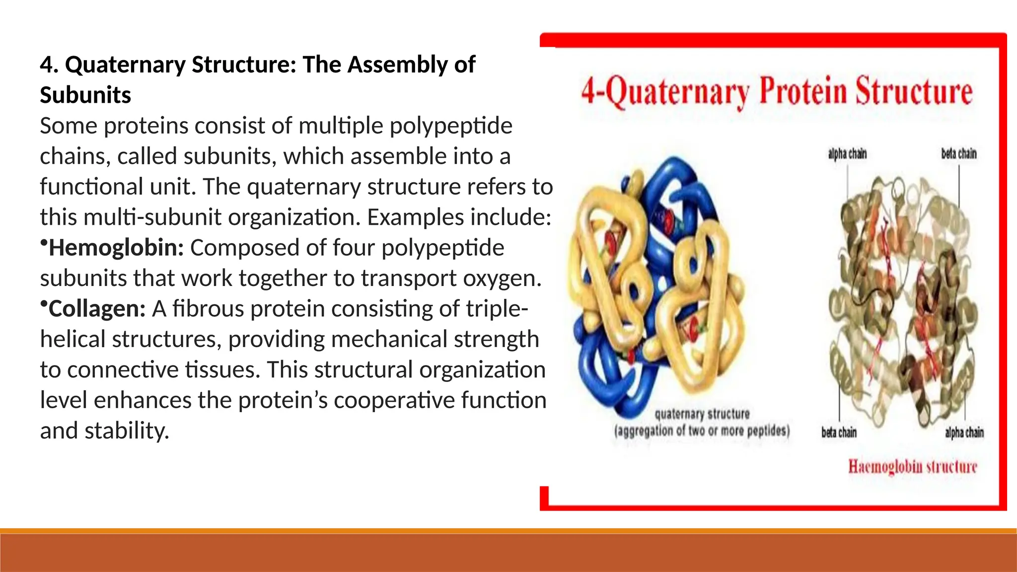 basic understanding about protein structure and classification | PPTX