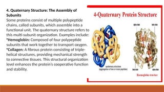 4. Quaternary Structure: The Assembly of
Subunits
Some proteins consist of multiple polypeptide
chains, called subunits, which assemble into a
functional unit. The quaternary structure refers to
this multi-subunit organization. Examples include:
•Hemoglobin: Composed of four polypeptide
subunits that work together to transport oxygen.
•Collagen: A fibrous protein consisting of triple-
helical structures, providing mechanical strength
to connective tissues. This structural organization
level enhances the protein’s cooperative function
and stability.
 