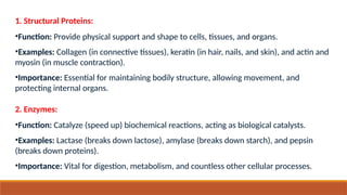 1. Structural Proteins:
•Function: Provide physical support and shape to cells, tissues, and organs.
•Examples: Collagen (in connective tissues), keratin (in hair, nails, and skin), and actin and
myosin (in muscle contraction).
•Importance: Essential for maintaining bodily structure, allowing movement, and
protecting internal organs.
2. Enzymes:
•Function: Catalyze (speed up) biochemical reactions, acting as biological catalysts.
•Examples: Lactase (breaks down lactose), amylase (breaks down starch), and pepsin
(breaks down proteins).
•Importance: Vital for digestion, metabolism, and countless other cellular processes.
 