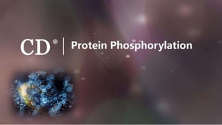 Protein Phosphorylation
 