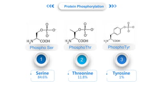 Protein Phosphorylation Analysis by Mass Spectrometry Slide 3