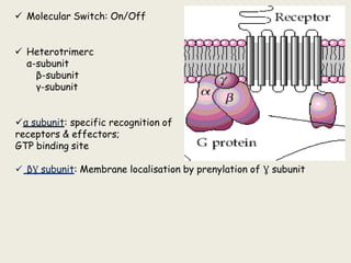  Molecular Switch: On/Off
 Heterotrimerc
α-subunit
β-subunit
γ-subunit
α subunit: specific recognition of
receptors & effectors;
GTP binding site
 βƔ subunit: Membrane localisation by prenylation of Ɣ subunit
 