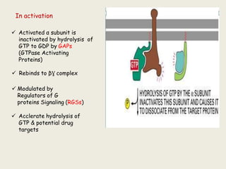 In activation
 Activated α subunit is
inactivated by hydrolysis of
GTP to GDP by GAPs
(GTPase Activating
Proteins)
 Rebinds to βƔ complex
 Modulated by
Regulators of G
proteins Signaling (RGSs)
 Acclerate hydrolysis of
GTP & potential drug
targets
 