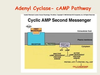 Adenyl Cyclase- cAMP Pathway
 