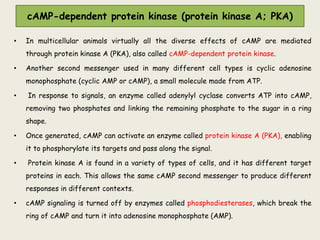 cAMP-dependent protein kinase (protein kinase A; PKA)
• In multicellular animals virtually all the diverse effects of cAMP are mediated
through protein kinase A (PKA), also called cAMP-dependent protein kinase.
• Another second messenger used in many different cell types is cyclic adenosine
monophosphate (cyclic AMP or cAMP), a small molecule made from ATP.
• In response to signals, an enzyme called adenylyl cyclase converts ATP into cAMP,
removing two phosphates and linking the remaining phosphate to the sugar in a ring
shape.
• Once generated, cAMP can activate an enzyme called protein kinase A (PKA), enabling
it to phosphorylate its targets and pass along the signal.
• Protein kinase A is found in a variety of types of cells, and it has different target
proteins in each. This allows the same cAMP second messenger to produce different
responses in different contexts.
• cAMP signaling is turned off by enzymes called phosphodiesterases, which break the
ring of cAMP and turn it into adenosine monophosphate (AMP).
 