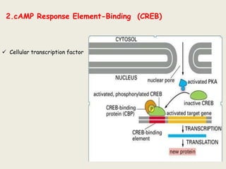 2.cAMP Response Element-Binding (CREB)
 Cellular transcription factor
 
