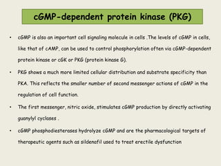 cGMP-dependent protein kinase (PKG)
• cGMP is also an important cell signaling molecule in cells .The levels of cGMP in cells,
like that of cAMP, can be used to control phosphorylation often via cGMP-dependent
protein kinase or cGK or PKG (protein kinase G).
• PKG shows a much more limited cellular distribution and substrate specificity than
PKA. This reflects the smaller number of second messenger actions of cGMP in the
regulation of cell function.
• The first messenger, nitric oxide, stimulates cGMP production by directly activating
guanylyl cyclases .
• cGMP phosphodiesterases hydrolyze cGMP and are the pharmacological targets of
therapeutic agents such as sildenafil used to treat erectile dysfunction
 