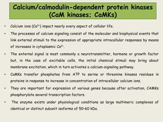 Calcium/calmodulin-dependent protein kinases
(CaM kinases; CaMKs)
• Calcium ions (Ca2+) impact nearly every aspect of cellular life.
• The processes of calcium signaling consist of the molecular and biophysical events that
link external stimuli to the expression of appropriate intracellular responses by means
of increases in cytoplasmic Ca2+.
• The external signal is most commonly a neurotransmitter, hormone or growth factor
but, in the case of excitable cells, the initial chemical stimuli may bring about
membrane excitation, which in turn activates a calcium-signaling pathway.
• CaMKs transfer phosphates from ATP to serine or threonine kinases residues in
proteins in response to increase in concentration of intracellular calcium ions.
• They are important for expression of various genes because after activation, CAMKs
phosphorylate several transcription factors.
• The enzyme exists under physiological conditions as large multimeric complexes of
identical or distinct subunit isoforms of 50–60 kDa.
 