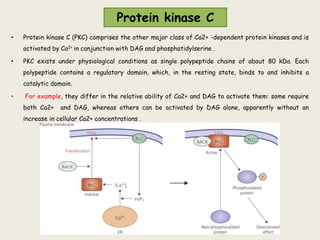 Protein kinase C
• Protein kinase C (PKC) comprises the other major class of Ca2+ -dependent protein kinases and is
activated by Ca2+ in conjunction with DAG and phosphatidylserine .
• PKC exists under physiological conditions as single polypeptide chains of about 80 kDa. Each
polypeptide contains a regulatory domain, which, in the resting state, binds to and inhibits a
catalytic domain.
• For example, they differ in the relative ability of Ca2+ and DAG to activate them: some require
both Ca2+ and DAG, whereas others can be activated by DAG alone, apparently without an
increase in cellular Ca2+ concentrations .
 