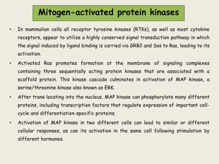 Mitogen-activated protein kinases
• In mammalian cells all receptor tyrosine kinases (RTKs), as well as most cytokine
receptors, appear to utilize a highly conserved signal transduction pathway in which
the signal induced by ligand binding is carried via GRB2 and Sos to Ras, leading to its
activation.
• Activated Ras promotes formation at the membrane of signaling complexes
containing three sequentially acting protein kinases that are associated with a
scaffold protein. This kinase cascade culminates in activation of MAP kinase, a
serine/threonine kinase also known as ERK.
• After trans locating into the nucleus, MAP kinase can phosphorylate many different
proteins, including transcription factors that regulate expression of important cell-
cycle and differentiation-specific proteins.
• Activation of MAP kinase in two different cells can lead to similar or different
cellular responses, as can its activation in the same cell following stimulation by
different hormones.
 