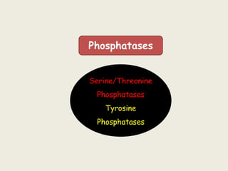 Phosphatases
Serine/Threonine
Phosphatases
Tyrosine
Phosphatases
 