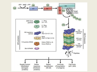 Protein phosphorylation, kinases and phosphatases