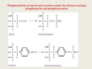 Phosphorylation of serine and tyrosine yields the altered residues
phosphoserine and phosphotyrosine.
 