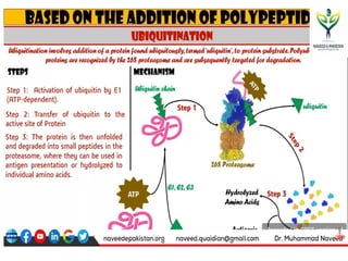 Comprehensive Overview of Post-Translational Modifications in Proteins ...