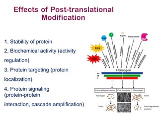 Comprehensive Overview of Post-Translational Modifications in Proteins ...
