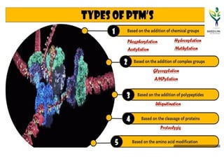 Protein Modification Types Comprehensive Overview of Post-Translational Modifications in Proteins ...