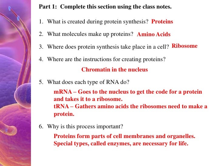 Where in the cell does protein synthesis take place?