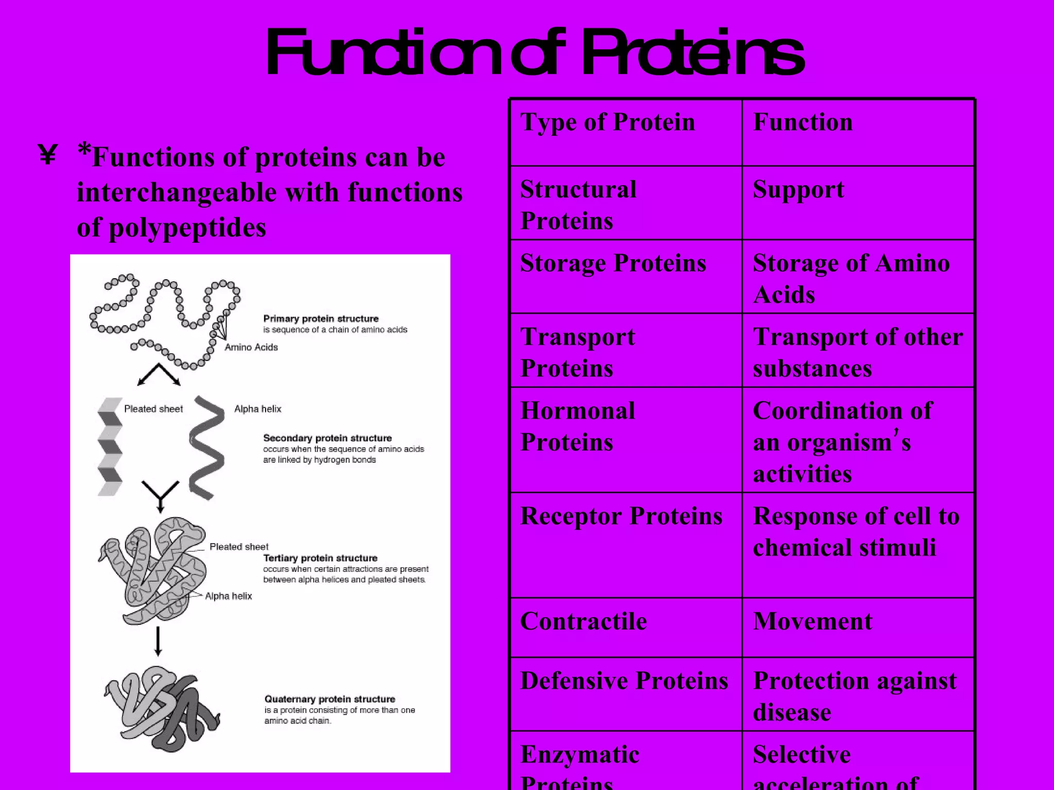 Function of Proteins *Functions of proteins can be interchangeable with functions of polypeptides Type of Protein Function Structural Proteins Support Storage Proteins Storage of Amino Acids Transport Proteins Transport of other substances Hormonal Proteins Coordination of an organism’s activities Receptor Proteins Response of cell to chemical stimuli Contractile Movement Defensive Proteins Protection against disease Enzymatic Proteins Selective acceleration of chemical reactions 