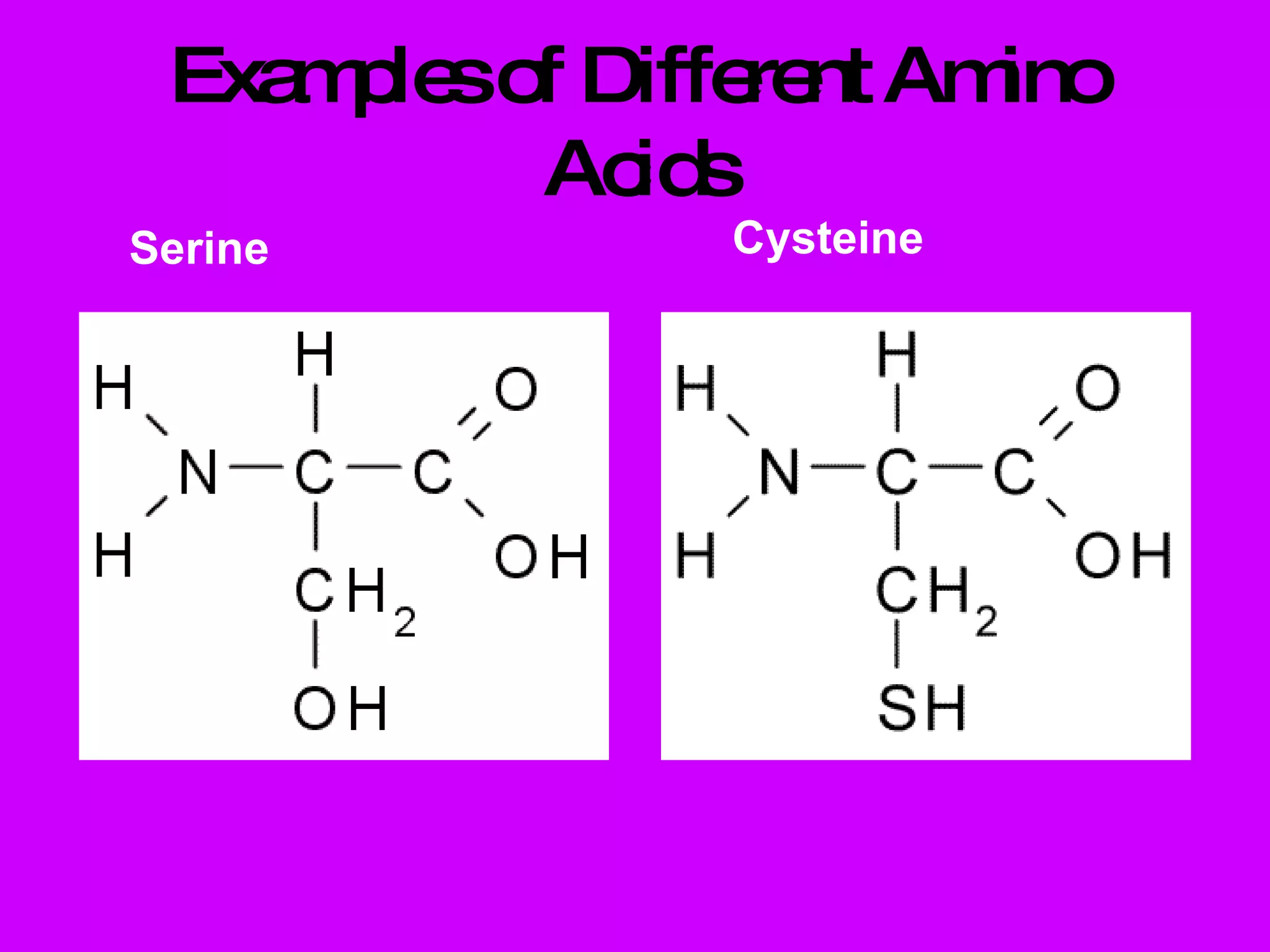 Examples of Different Amino Acids Serine Cysteine 